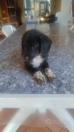 cucciolo cagnolino
