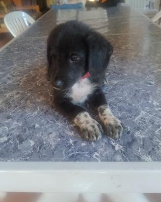 cucciolo cagnolino
