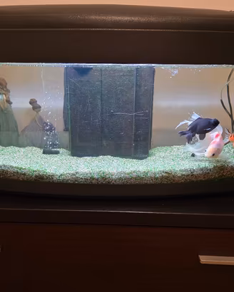 Acquario completo 
