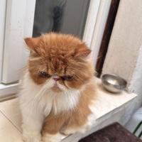 Persiano con pedigree