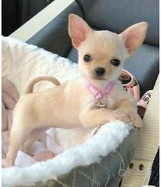 Chihuahua beige femmina 3 mesi Milano - Rate