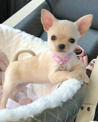 Chihuahua beige femmina 3 mesi Milano - Rate