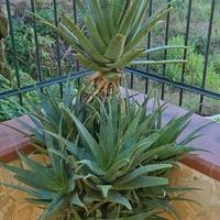 aloe arborescens