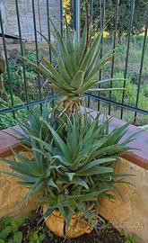 aloe arborescens