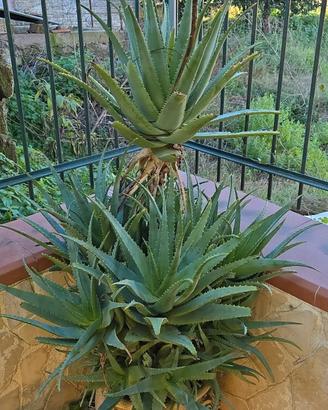 aloe arborescens
