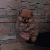 Spitz di pomerania nano, mamma con pedigree