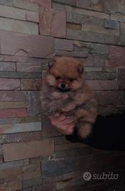 Spitz di pomerania nano, mamma con pedigree
