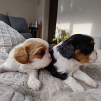 Cavalier king con pedigree enci