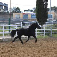 Cavallo