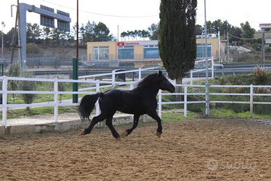 Cavallo