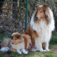 Cuccioli Pastore Scozzese, Collie