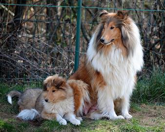 Cuccioli Pastore Scozzese, Collie