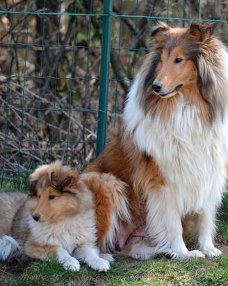 Cuccioli Pastore Scozzese, Collie