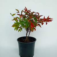 Piante di Nandina Firepower e Domestica