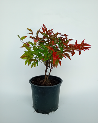 Piante di Nandina Firepower e Domestica