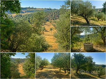 Terreno agricolo con olivi secolari