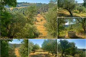 Terreno agricolo con olivi secolari