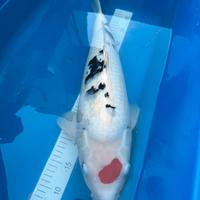 Carpe Koi { Tancho Sanke +-60cm} Marudo Koi Farm