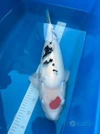 Carpe Koi { Tancho Sanke +-60cm} Marudo Koi Farm