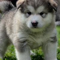 Alaskan malamute