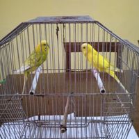 Cocorite