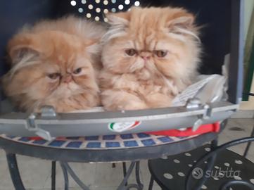 Gatti persiani