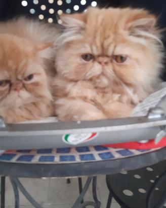 Gatti persiani