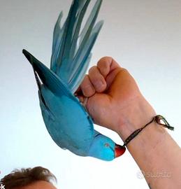 Parrocchetto del collare