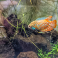 Gourami nani