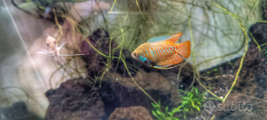 Gourami nani