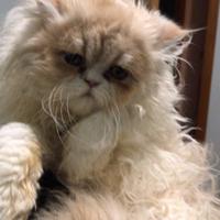 Cucciolo di Persiano