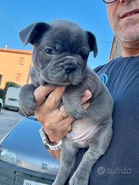 Bulldog francese