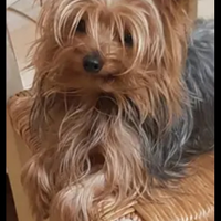 Yorkshire toy per monta