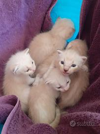 Cuccioli gattini siamesi ragdoll 1 mese