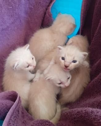 Cuccioli gattini siamesi ragdoll 1 mese