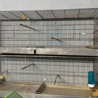 Gabbie da cova da 120