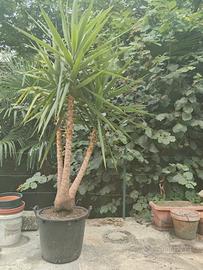 yucca 200cm