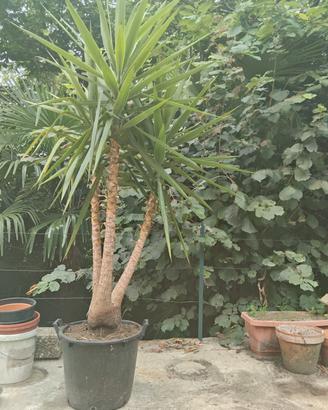 yucca 200cm