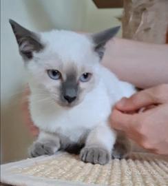 Gattini siamesi thai