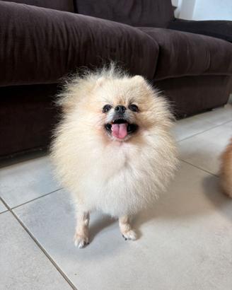 Spitz TOY volpino di pomerania FEMMINA Pedigree