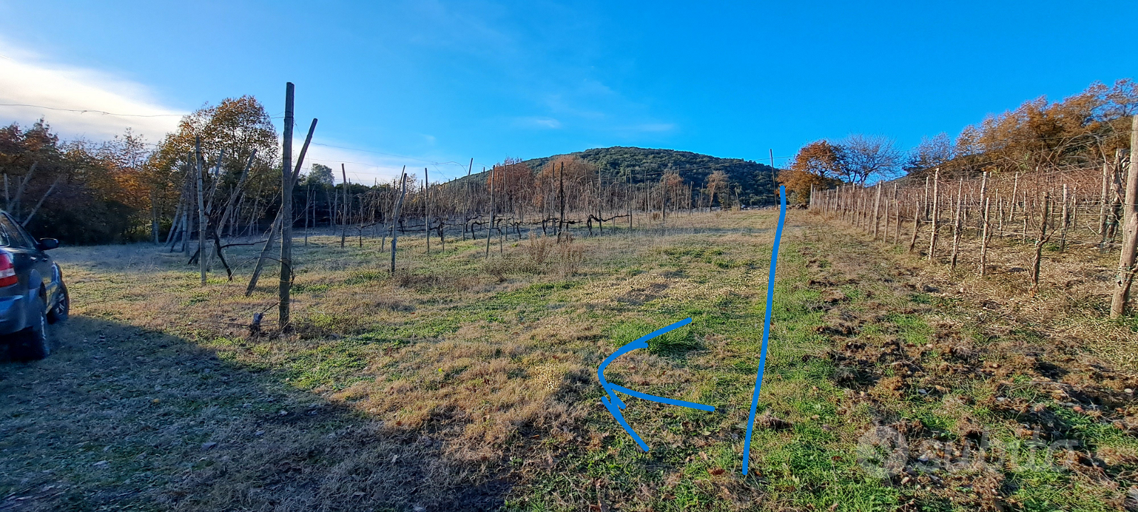 Terreno a vigneto e bosco - Vista 3