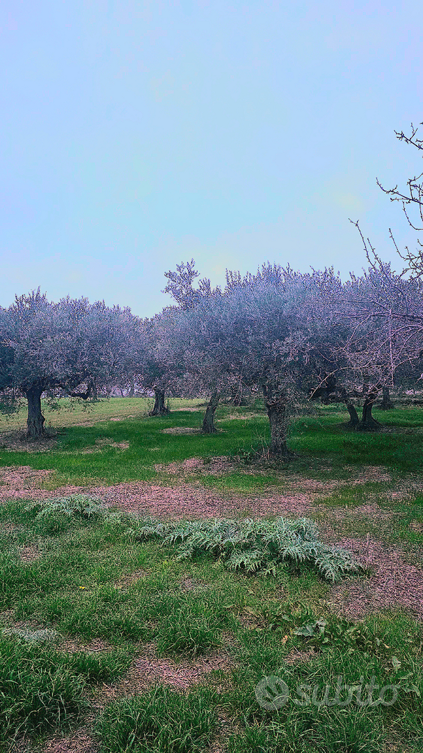 Terreno agricolo con 40 piante di ulivi secolari - Vista 4