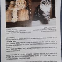 Maine Coon