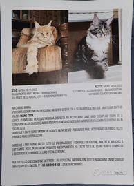Maine Coon