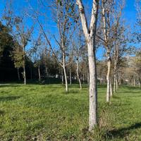 Noce da legno tronco noci albero