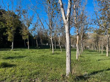 Noce da legno tronco noci albero