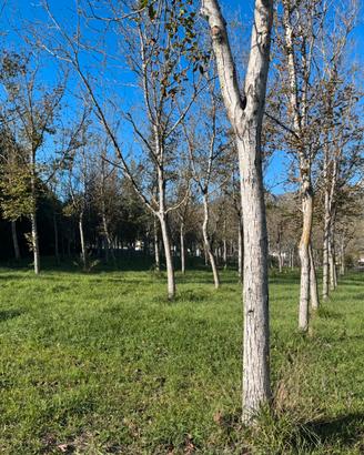 Noce da legno tronco noci albero