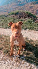 Pitbull