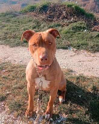 Pitbull