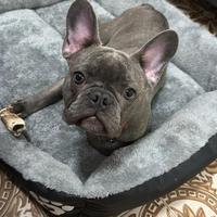 Bulldog francese blu